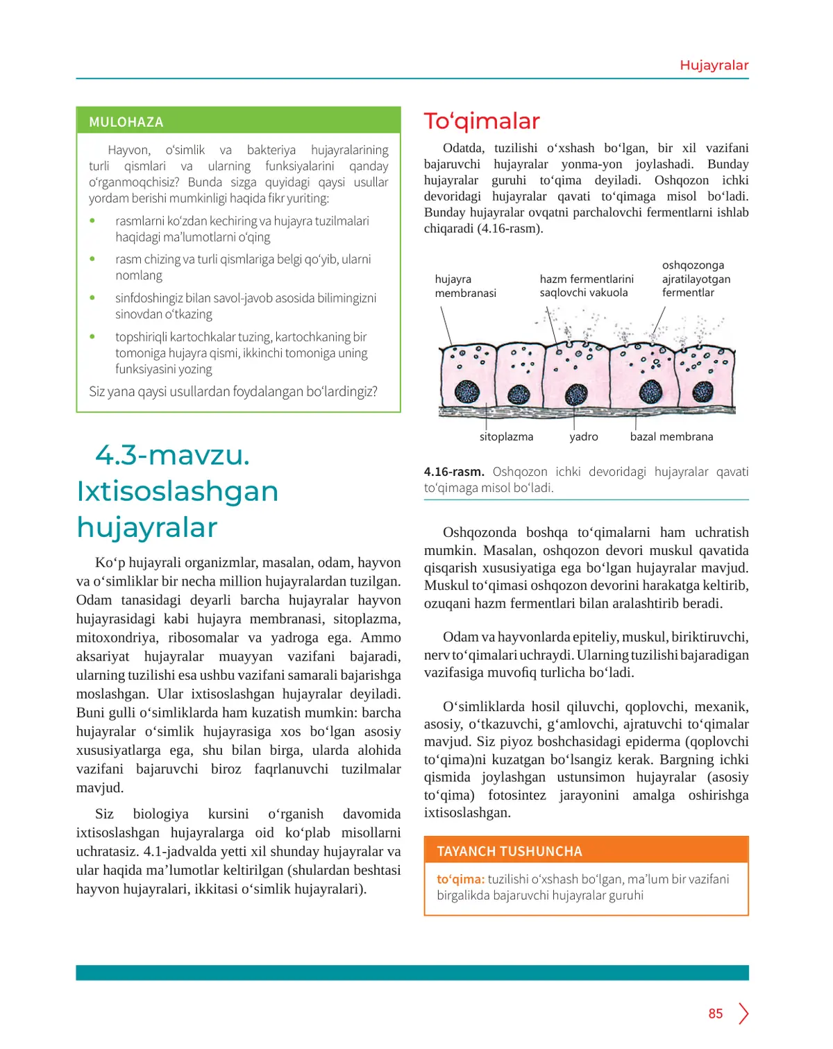 Ixtisoslashgan hujayralar