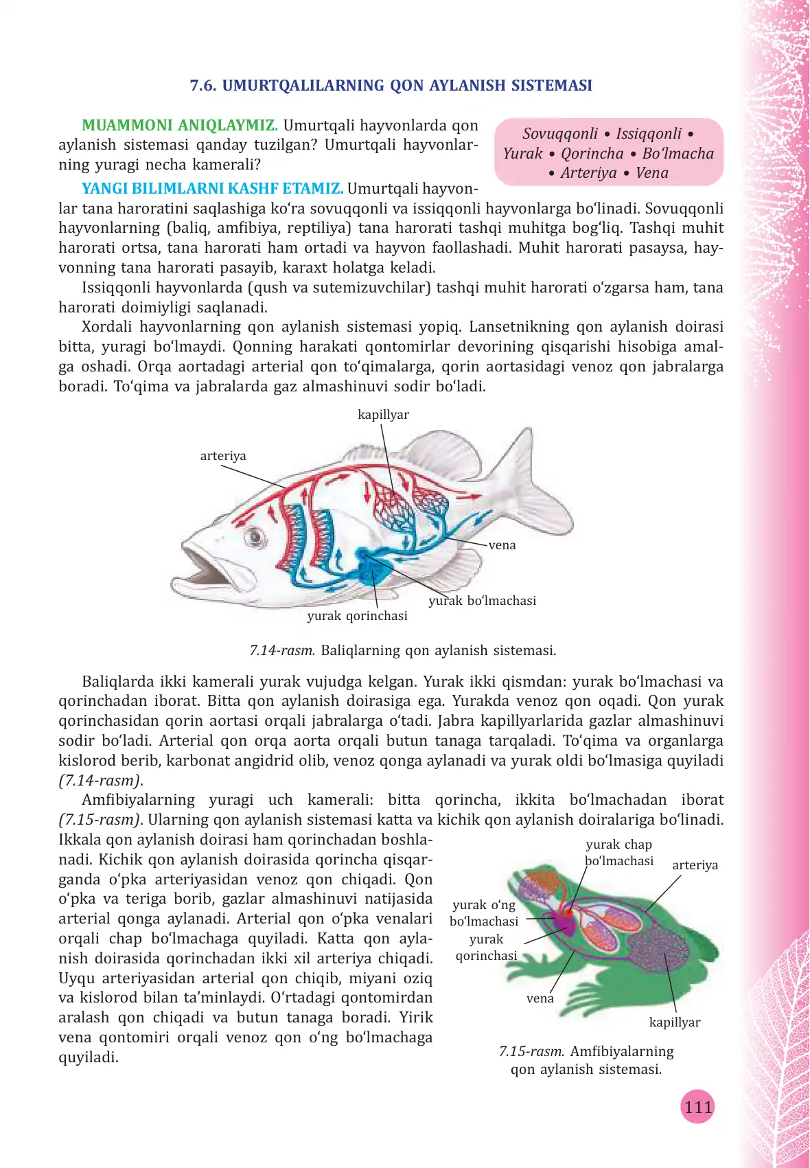 Umurtqalilarning qon aylanish sistemasi