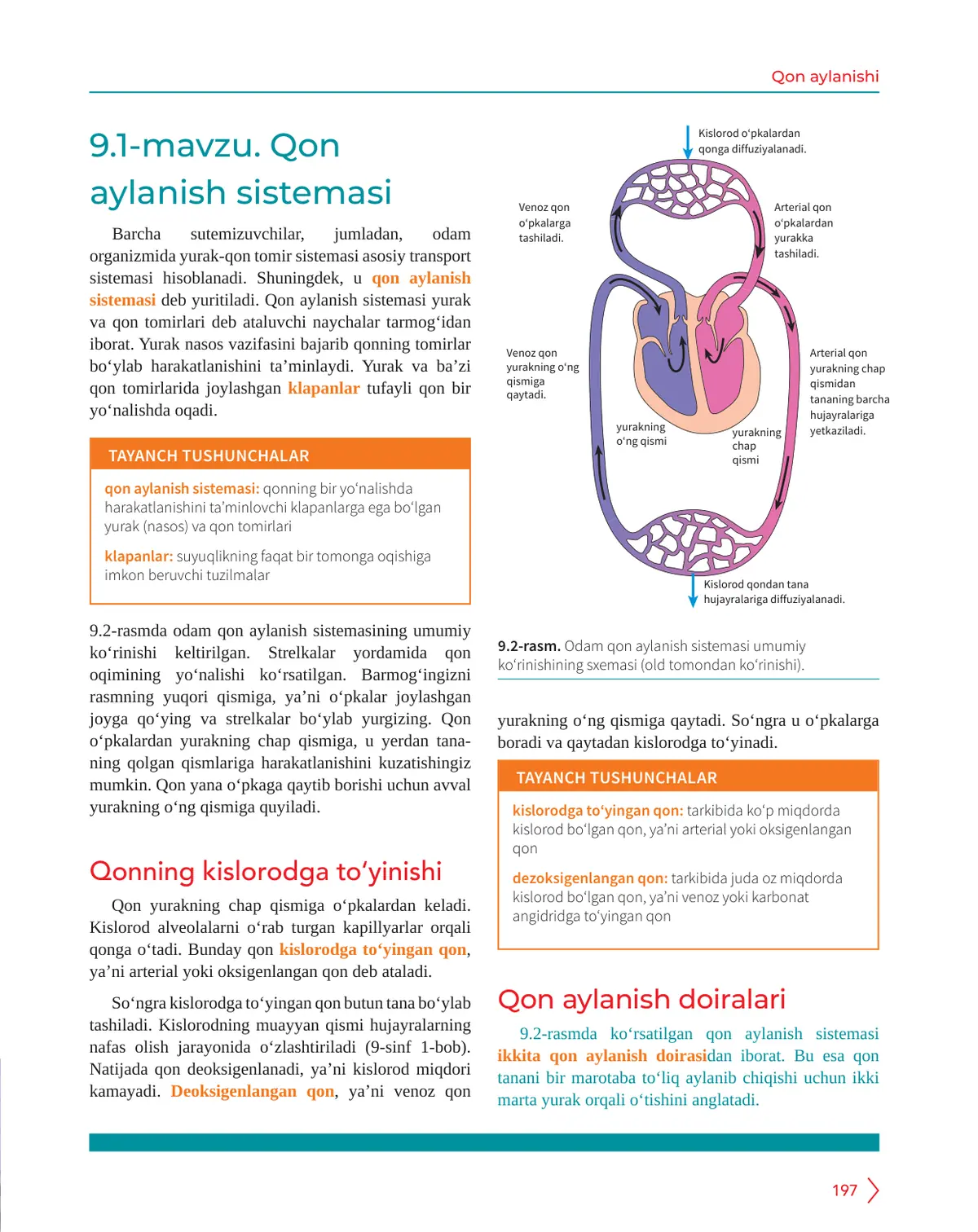Qon aylanish sistemasi