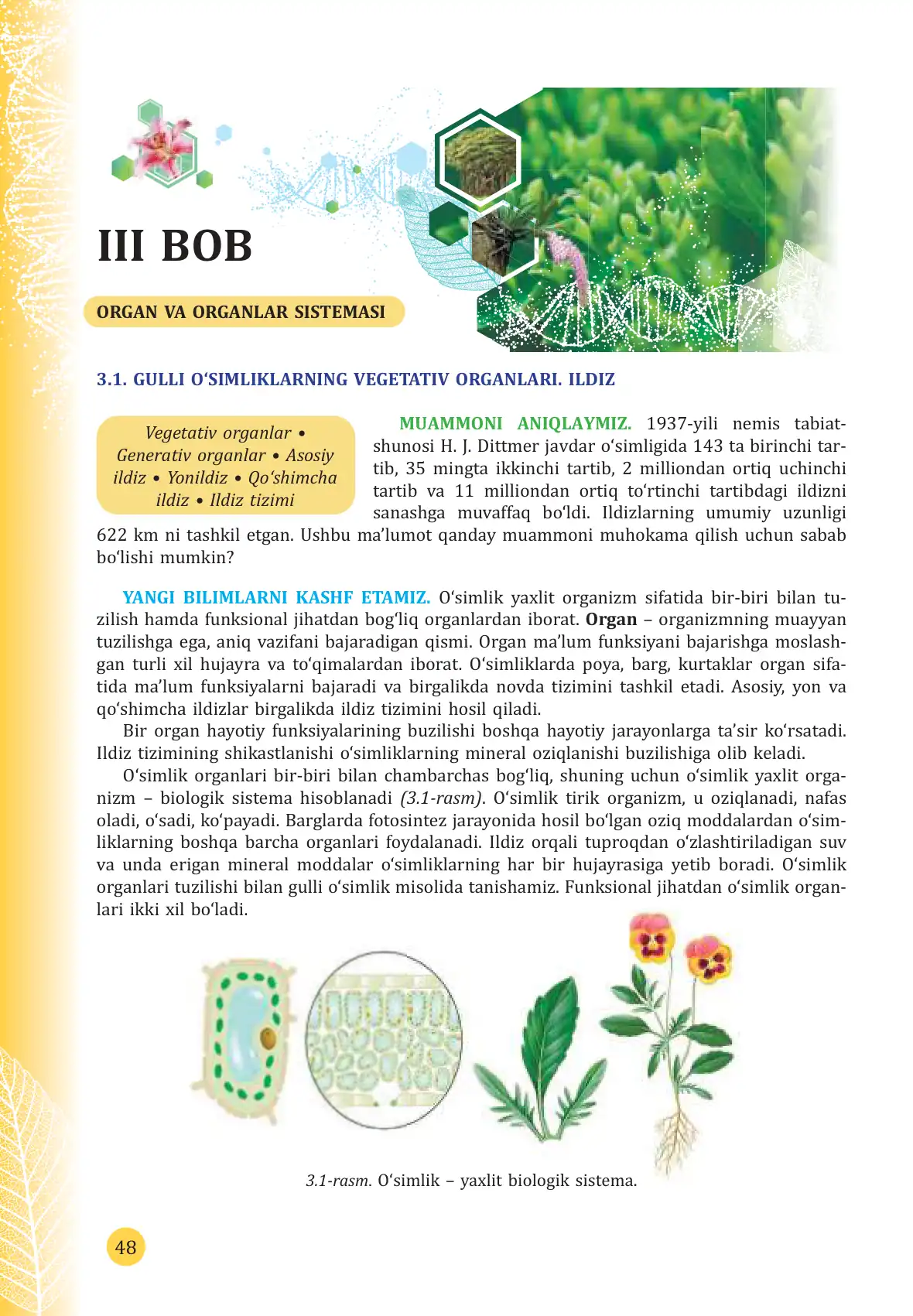 Gulli o'simliklarning vegetativ organlari. Ildiz