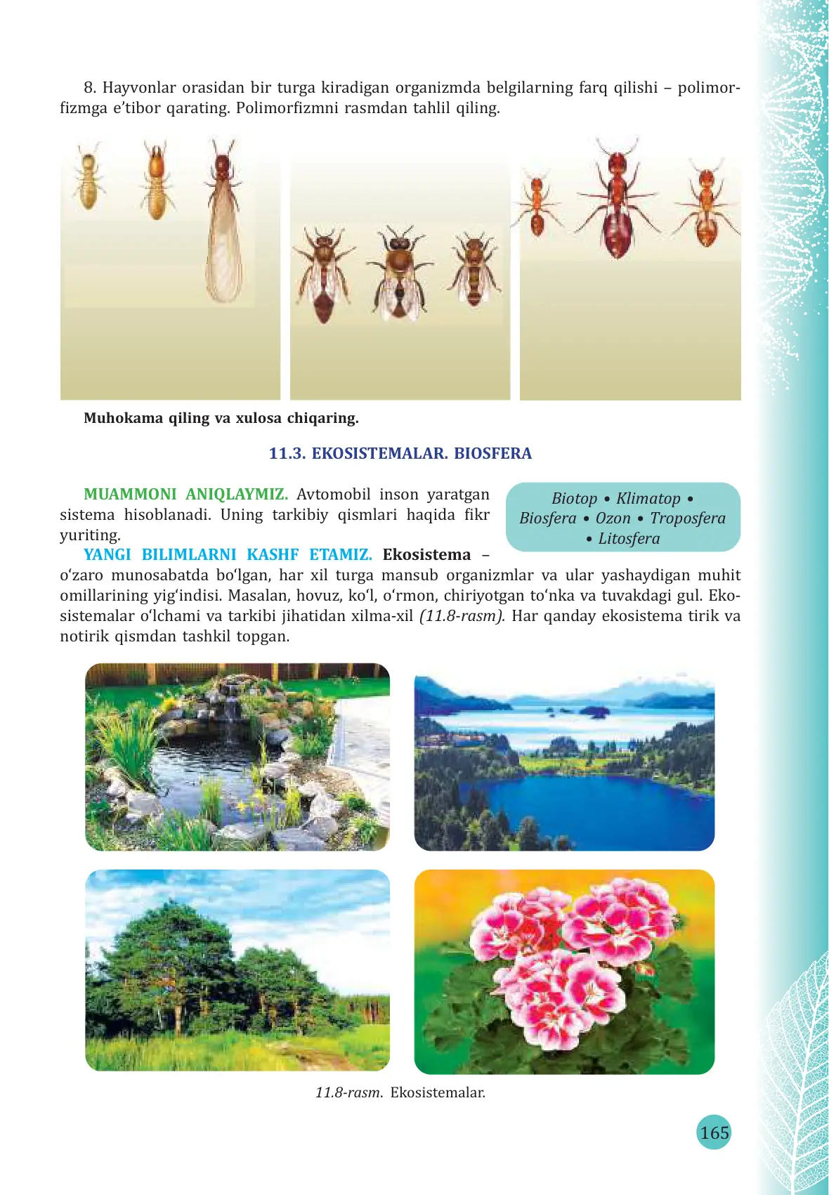 Ekosistemalar. Biosfera