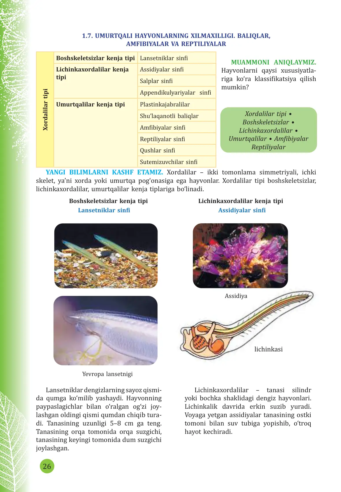 Umurtqali hayvonlarning xilma xilligi. Baliqlar, amfibiyalar va reptiliyalar