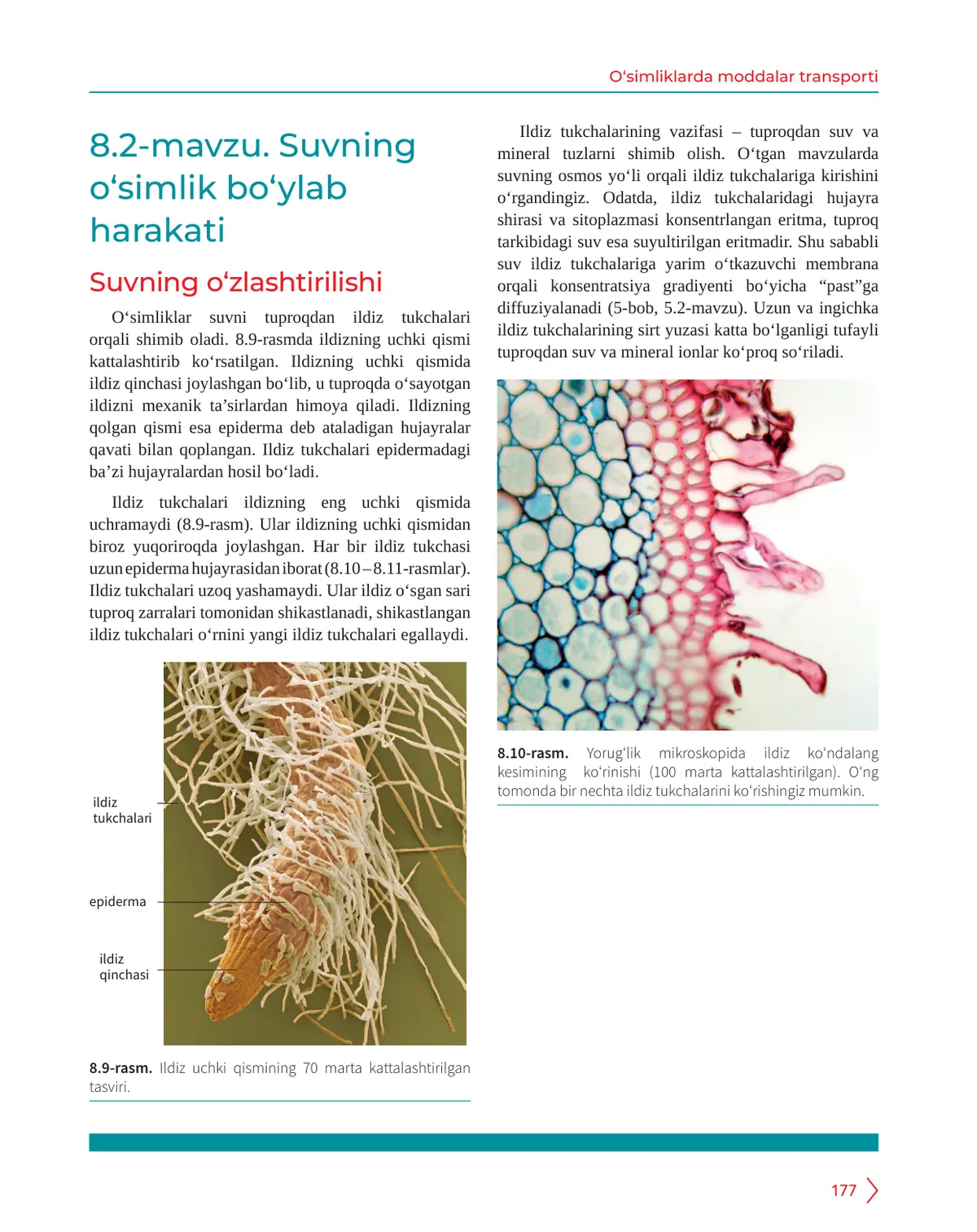 Suvning o‘simlik bo‘ylab harakati