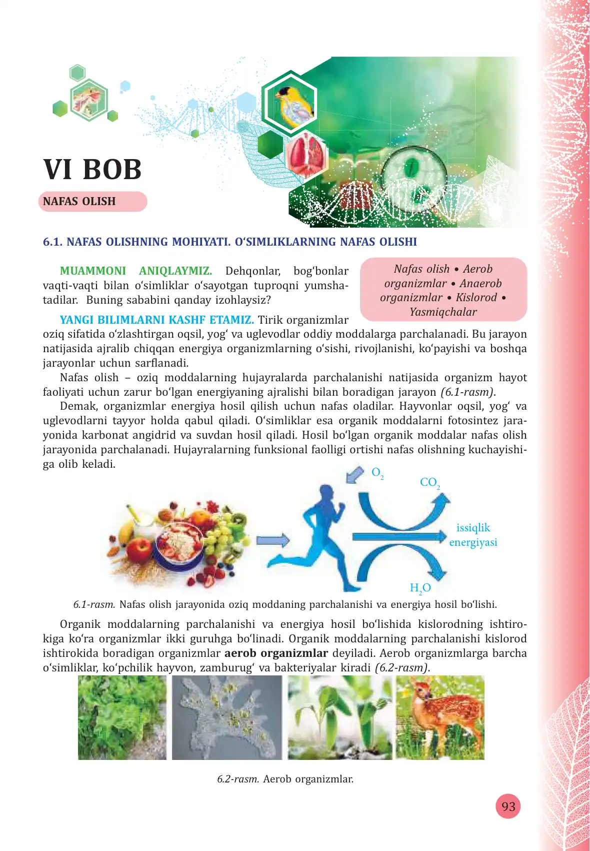 Nafas olishning mohiyati. O'simliklarning nafas olishi