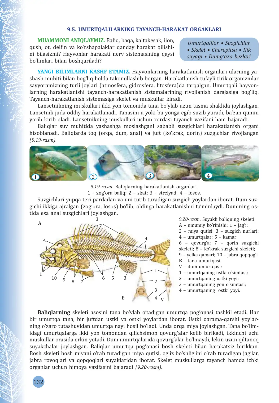 Umurtqalilarning tayanch harakat organlari